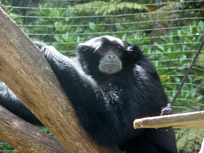 A Curious Chimp Watches Passers-By