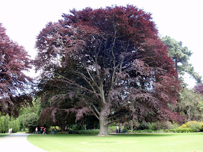 A tree large enough to shade an army