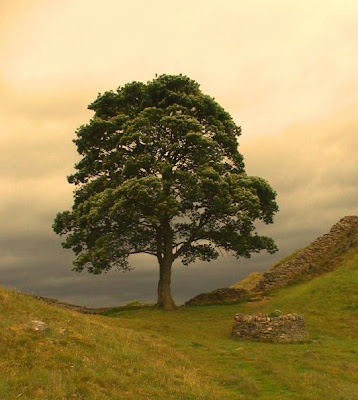 The Sycamore Gap tree which is better known as ‘The Robin Hood Tree’