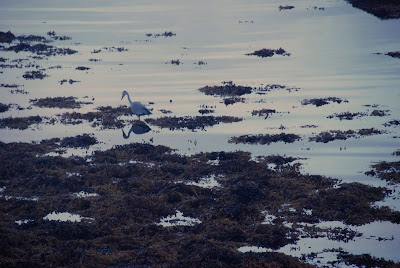 heron, low tide