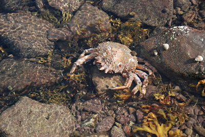 huge dead crab discovered in tidal pool