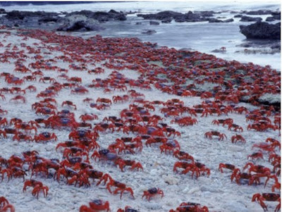 Costa Rica - red crab migration
