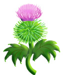 Kirsty's Glen -thistle