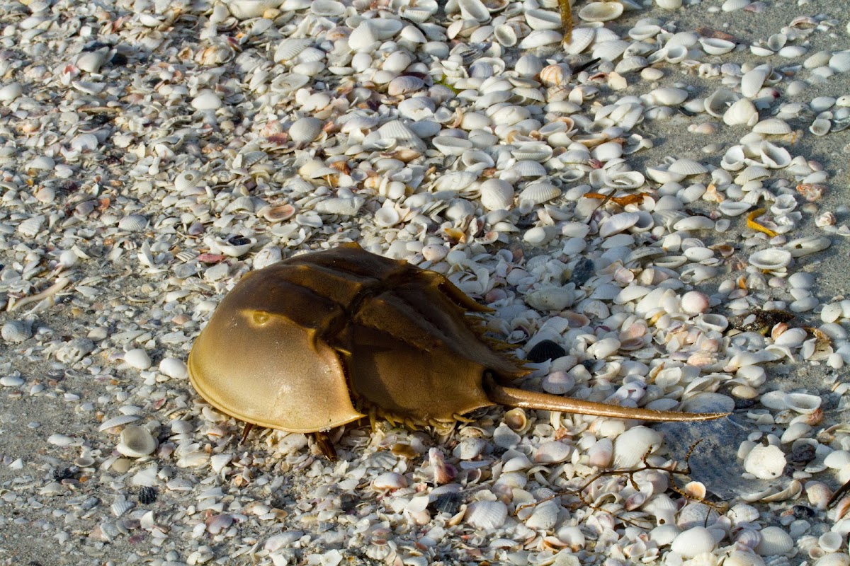 Atlantic Horseshoe Crab