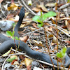 Southern Black Racer Snake
