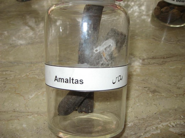 [amaltas - specimen pharmacology lab[2].jpg]