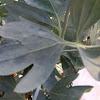 Matillja poppy leaves