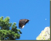 Turkey Vulture Taking Flight cropped