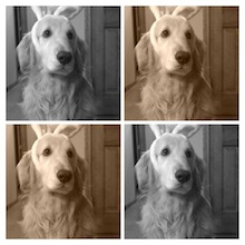 只要在選擇黑白或是褐色的鍵上輕點兩下，即可切換。