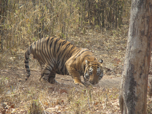 B2 and Other Great Tiger Pics from India. in Tiger and 