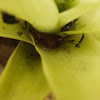 Tree frog hidden on bromeliad