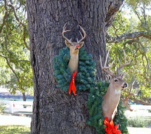 Rudolph on Tree