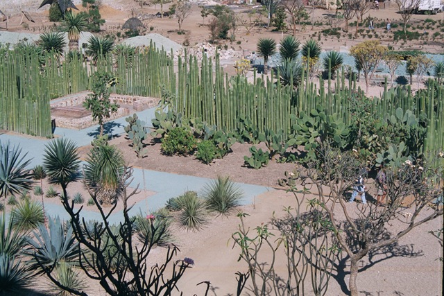 [Oaxaca - botanisk hage[3].jpg]