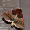 Arcigera Flower Moth