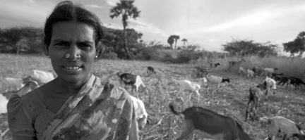 9206 Farming India Keelakottahi goat-farmer Sungarampatty village Tamil Nadu
