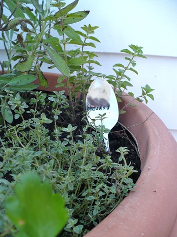 [Oreganothyme[3].jpg]