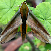 Yarn Hawk Moth