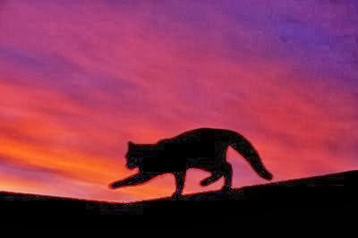 [cat @ sunset[8].jpg]