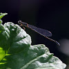 Damsel Fly