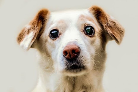 Free Download Puppy Dog HD Photo APK