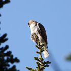 Red-Tailed Hawk