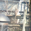 Cooper's Hawk