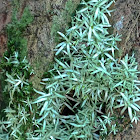 White Octoblepharum Moss