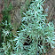 White Octoblepharum Moss