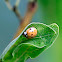 Chequered Ladybird