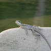 basilisco común / common basilisk