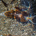 Opalescent Nudibranch