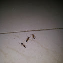 Common Indian red ant