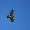 Red-tailed Hawk