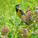Eastern meadowlark
