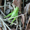 Wingless Florida Grasshopper