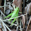 Wingless Florida Grasshopper