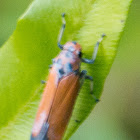 Large Brown Leafhopper