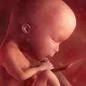 My Bump - Pregnancy Calendar icon