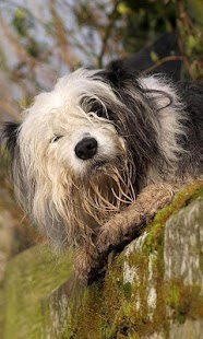 Sheepdog Wallpapers Screenshots 4