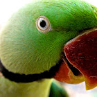 Alexandrine Parakeet