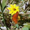 Gulf Fritillary Butterfly on Swamp Sunflower
