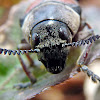 Beetle - Escarabajo