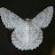 White Lopper Moth