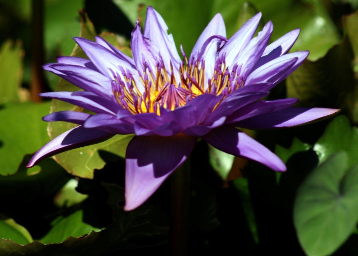 Water Lily - Nymphaea nouchali