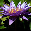 Water Lily - Nymphaea nouchali