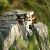 Common Whitetail or long-tailed skimmer