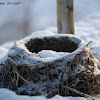 Fieldfare Nest