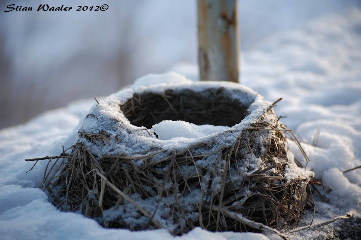 Fieldfare Nest
