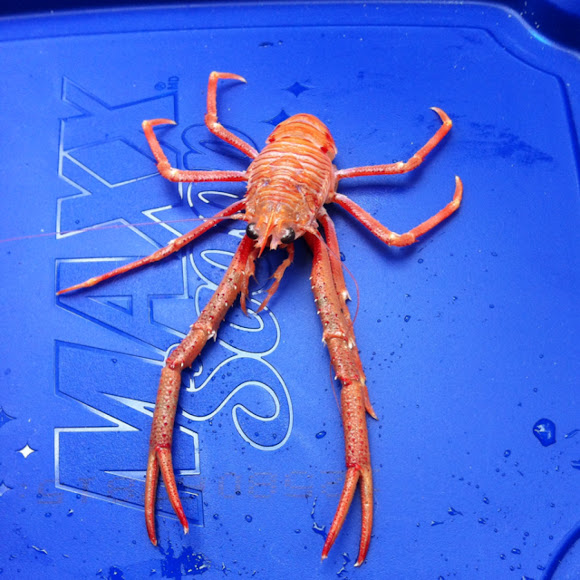 Squat lobster Project Noah