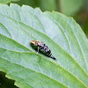 Tumbling Flower Beetle